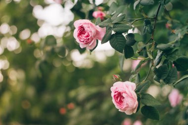 Pembe güller dallar bahçede çiçek açmış. Yumuşak odak, film efekti, işleme yazar.