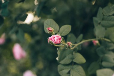 Gül bud dallar bahçede çiçek açmış. Yumuşak odak, film etkisi ve işleme yazar.