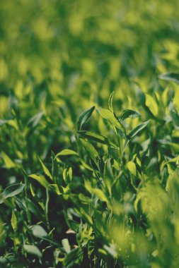 Soyut resim yeşil çim parlak güneş ışığı altında. Seçici odak, film etkisi ve işleme yazar.