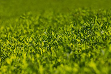 Soyut resim yeşil çim parlak güneş ışığı altında. Seçici odak, film etkisi ve işleme yazar.