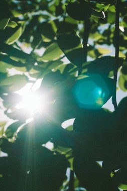 Parlak güneş ışığı karşı ceviz yeşil yaprakların soyut resim. Seçici odak, film etkisi ve işleme yazar.