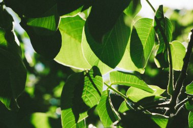 Parlak güneş ışığı karşı ceviz yeşil yaprakların soyut resim. Seçici odak, film etkisi ve işleme yazar.