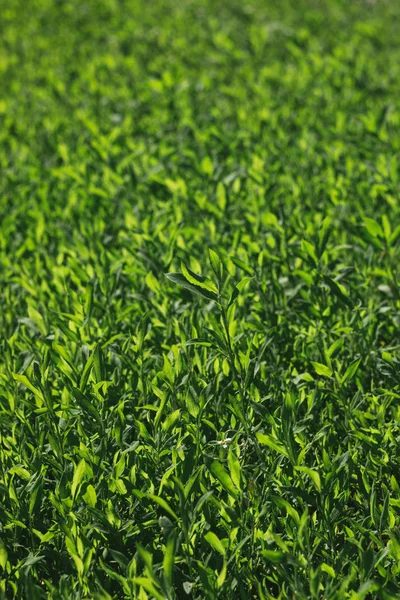 Parlak güneş ışığı altında yeşil çim bulanık görüntü. Arka plan, film etkisi ve işleme yazar.