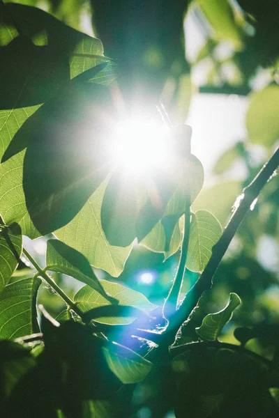 Abstrakt bild av gröna blad av valnöt mot starkt solljus. Selektivt fokus, film effekt och författare bearbetning. — Stockfoto