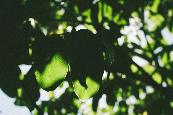 Abstrakt bild av gröna blad av valnöt mot starkt solljus. Selektivt fokus, film effekt och författare bearbetning. — Stockfoto