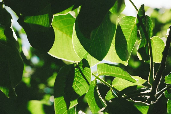 Abstrakt bild av gröna blad av valnöt mot starkt solljus. Selektivt fokus, film effekt och författare bearbetning. — Stockfoto