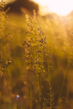 Gün batımında tarla otu sapları. Gün batımında Bluegrass. Seçici odak, film efekti ve yazar işleme.