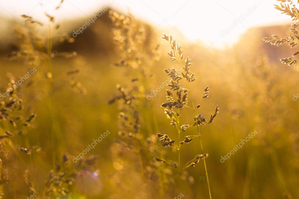 Stems of field grass on sunset. Bluegrass on sundown. Selective focus, film effect and author processing.