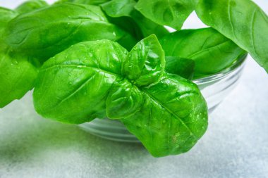 Yeşil taze ev yapımı fesleğen, gri beton masada bir cam kasede baharatlı ot