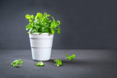 Taze ev yapımı yeşil nane bir gri karanlık beton tablo