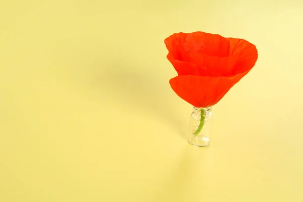 Flor Papoula Vermelha Fundo Pastel Amarelo Espaço Cópia Para Texto — Fotografia de Stock