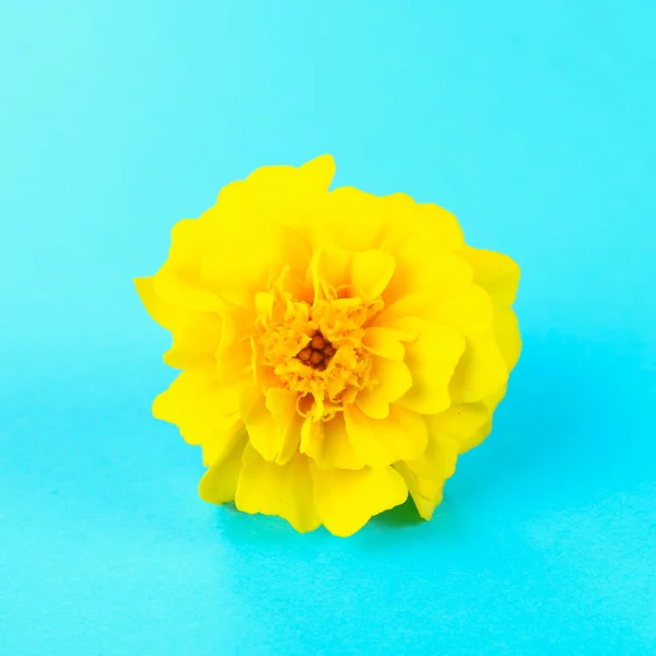Gelbe Blume Ringelblume Auf Pastellblauem Hintergrund — Stockfoto