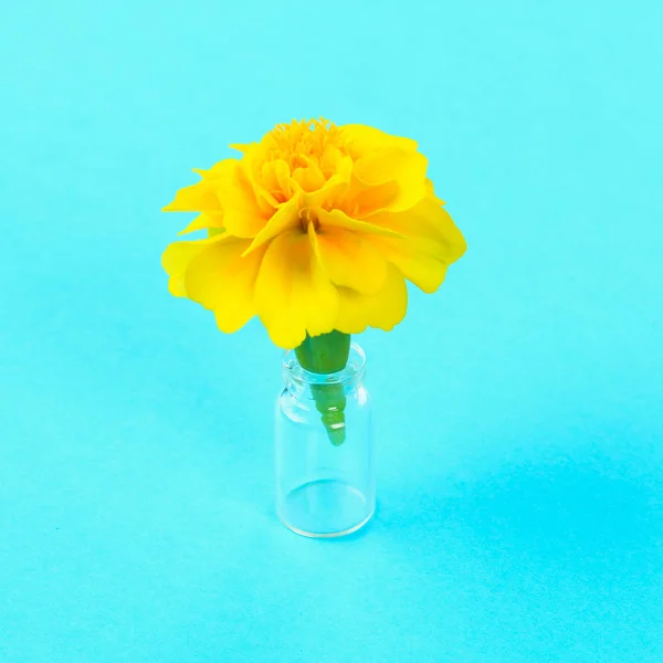 Gelbe Blume Ringelblume Auf Pastellblauem Hintergrund — Stockfoto