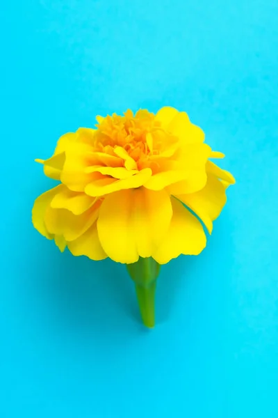 Gelbe Blume Ringelblume Auf Pastellblauem Hintergrund — Stockfoto