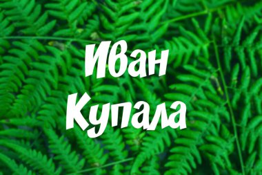 Rusça - Ivan Kupala metin. Rus tatil. Taze yeşil fern bulanıklık arka bahçesinde bırakır. Eğreltiotu yaprakları dokusuna