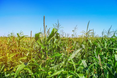 Yeşil sulu taze mısır yaprakları tarlada, yakından. Tarım geçmişi
