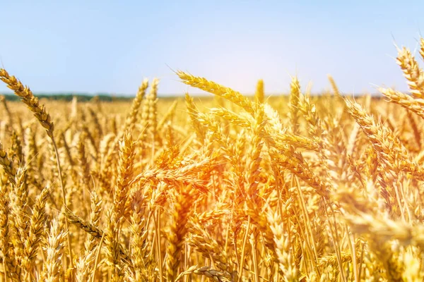 Buğday tarlası. Altın buğday kulakları yakında. Güzel Doğa Günbatımı Manzarası. Parlayan Güneş Işığı Altında Kırsal Manzara. Olgunlaşan çayırlık buğday tarlalarının arka planı. Zengin hasat kavramı