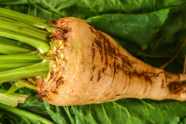 Remolacha Azucarera Con Tapas Sobre Una Vieja Mesa Madera — Foto de Stock