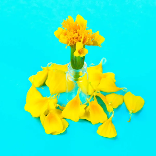 Gelbe Blume Ringelblume Auf Pastellblauem Hintergrund — Stockfoto