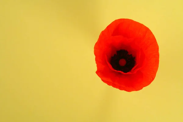 Czerwony Kwiat Maku Żółtym Tle Pastel Kopiować Miejsca Tekst — Zdjęcie stockowe