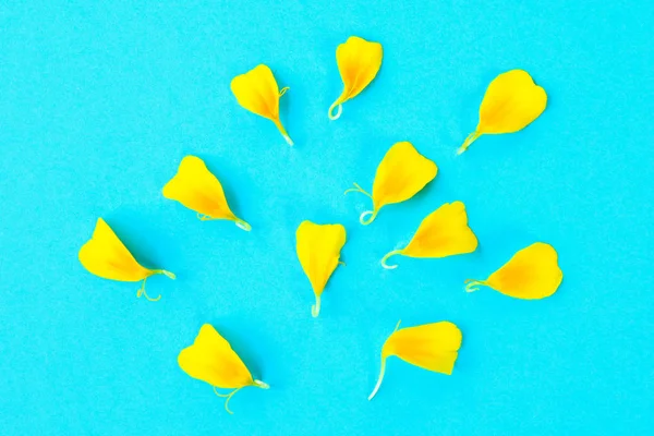 Der Flaschenhals Und Die Blütenblätter Einer Gelben Blume Auf Pastellblauem — Stockfoto