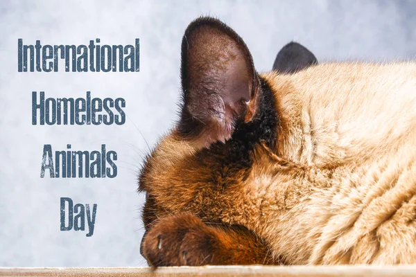 Welttag Der Streunenden Tiere August Internationaler Tag Der Heimatlosen Tiere — Stockfoto