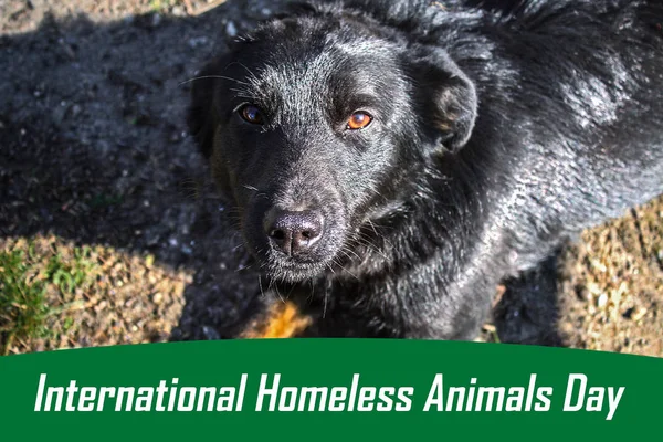 World day of stray animals. 18 August. International Homeless Animals Day