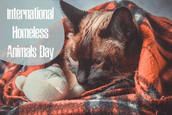 Dia Mundial Animais Vadios Agosto Dia Internacional Dos Animais Sem — Fotografia de Stock