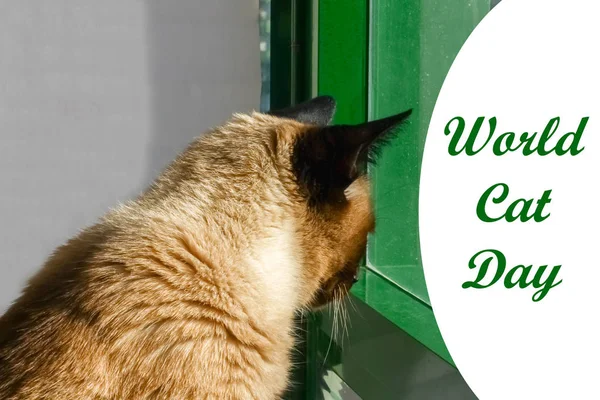 Weltkatzentag August Eine Erwachsene Siamesische Katze — Stockfoto