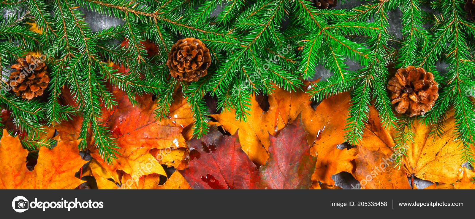 Yellow Orange Autumn Leaves Turn Green Fir Branches Cones
