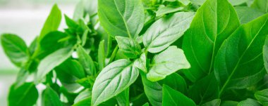 Bir tuğla duvar arka plan beyaz bir beton masada yeşil limon fesleğen demet.