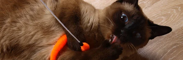 Siamese Thai Cat Plays Toy Disabled Cat Bites Scratches Toy — Stock Photo, Image
