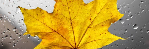 黄秋枫叶在雨窗上 秋季的概念 — 图库照片