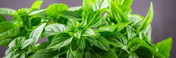 Bir koyu gri beton zemin üzerine yeşil limon fesleğen demet