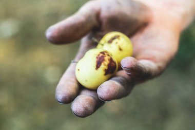 Elma fotoğraf tutan el. Çiftçi malını korumak. Meyve toplama çiftçi el tarafından. Closeup el ve taze elma. El yapımı hasat toplama