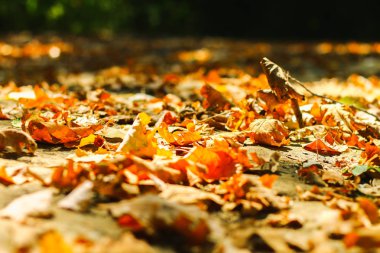 arka plan sonbahar sonbahar yaprakları bir parkta dünya, sarı, yeşil yapraklarda Sonbahar Park yaprakları