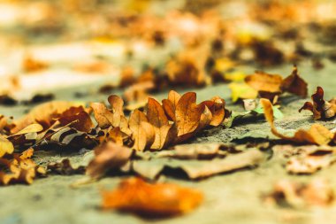 arka plan sonbahar sonbahar yaprakları bir parkta dünya, sarı, yeşil yapraklarda Sonbahar Park yaprakları