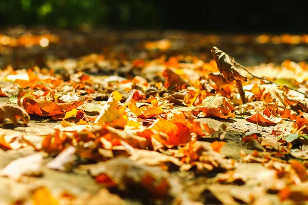 秋天树叶的背景秋天叶子在一个公园在地球 绿叶在秋天公园 — 图库照片