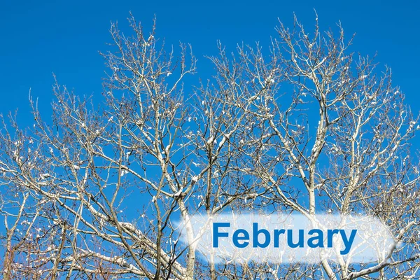 Twigs Tree Covered Hoarfrost Snow Background Winter Forest Snow — Stock Photo, Image