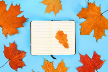 Sonbahar kompozisyon: parlak akçaağaç yaprakları beyaz bir not defteri ile mavi bir arka plan üzerinde. Uzay kopyalayın. Düz yatıyordu. Üstten görünüm