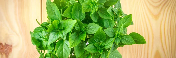 A bunch of green lemon basil on a wooden table