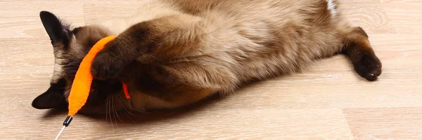 Сиамская Тайская Кошка Играет Игрушкой Кошка Инвалид Кусает Царапает Игрушку — стоковое фото