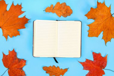 Sonbahar kompozisyon: parlak akçaağaç yaprakları beyaz bir not defteri ile mavi bir arka plan üzerinde. Uzay kopyalayın. Düz yatıyordu. Üstten görünüm