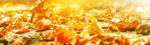 Autumn. Banner. Background of autumn leaves in a Park on earth, yellow leaves in autumn Park. Autumn forest. Fall leaves. Time autumny fall