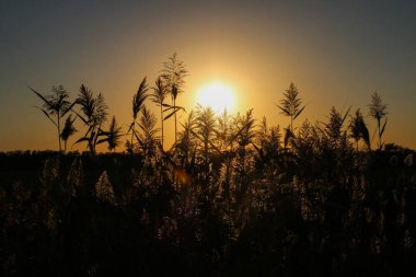 Yüksek çim zemin üzerine altın güzel gün batımı