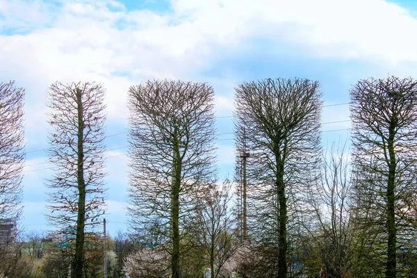 Árvores no parque no fundo céu azul aparado na forma de um retângulo. Figura geométrica . — Fotografia de Stock
