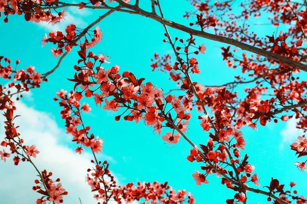 Pink Flowers Blooming Peach Tree at Spring. Bright Blue Sky as Background. — Stock Photo, Image