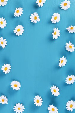 mavi arka planda papatya. Üst görünüm. Yaz geçmişi