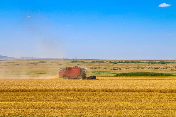 Combine harvester agriculture machine harvesting golden ripe wheat field. Stock Picture