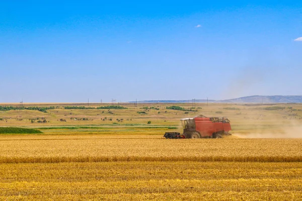 Combine harvester agriculture machine harvesting golden ripe wheat field.